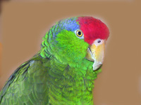 Amazon Parrot Lucy